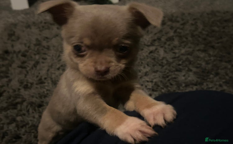 Chihuahua dogs - Advert 6