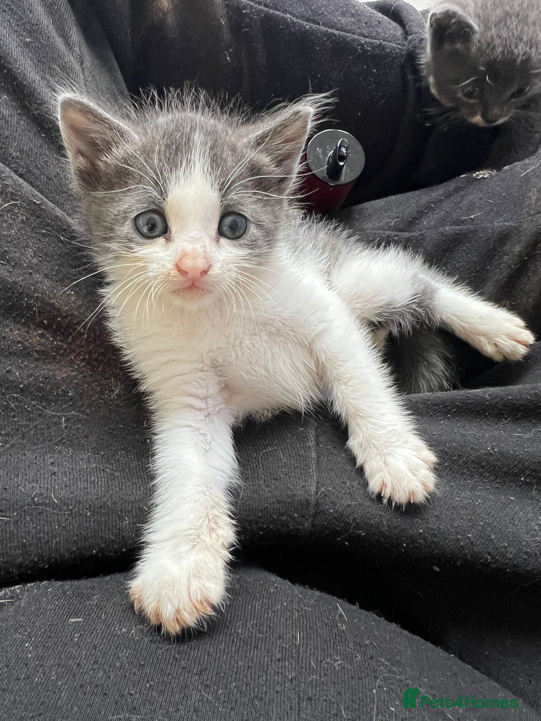 British Shorthair cats for sale: Stunning blue kittens  - Image 2