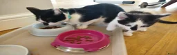 British Shorthair cats for sale: Kittens ready for their new family home  - Advert 8