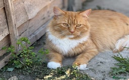 Mixed Breed cats for sale: Ginger tabby - Image 3