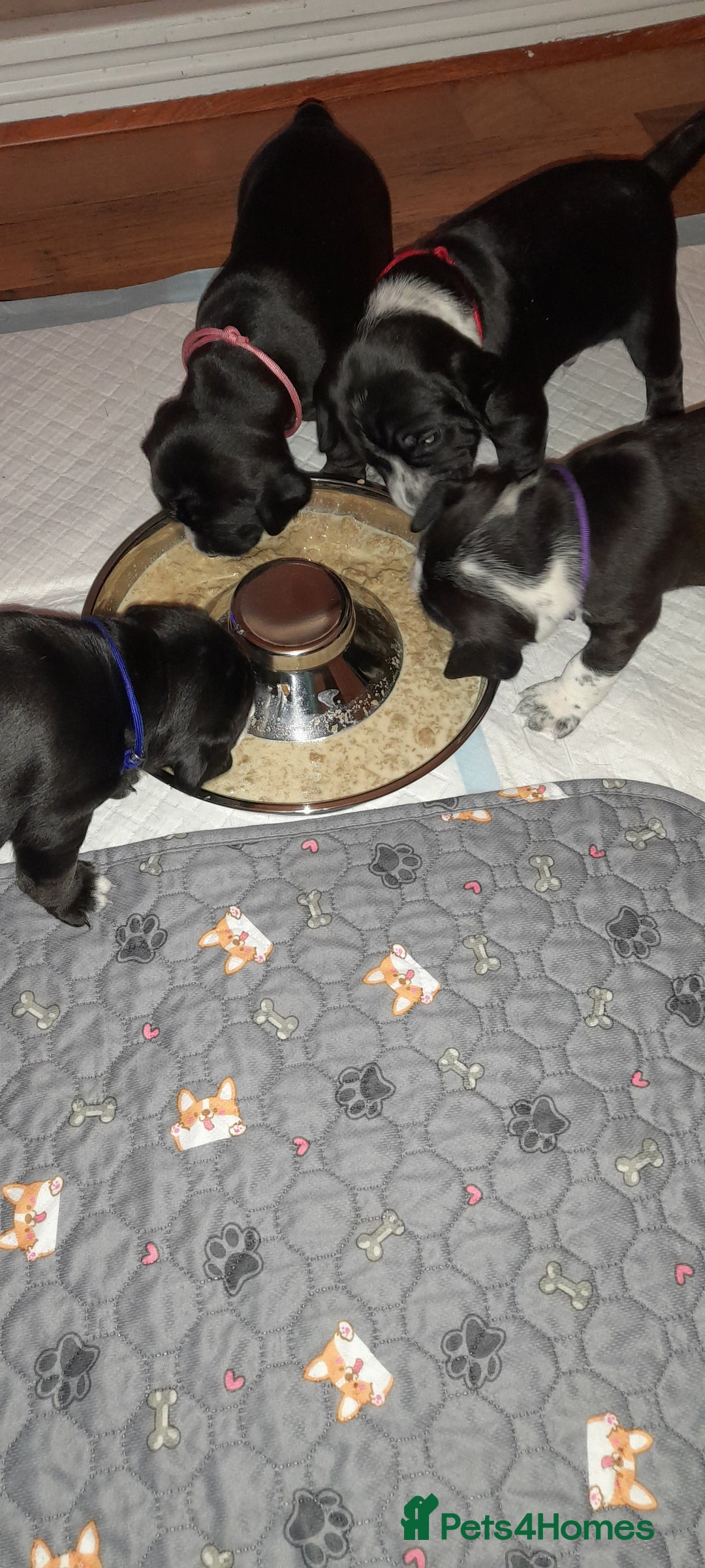 Mixed Breed dogs for sale: Staffy x Cocker Spaniel  - Advert 11