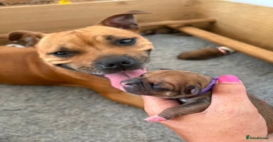 Staffordshire Bull Terrier dogs - Advert 4