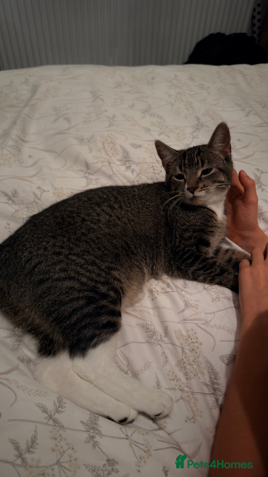 Mixed Breed cats for sale: 6 months old little girl tabby - Advert 2