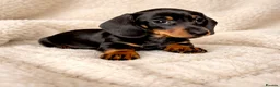 Dachshund dogs for sale: Miniature Dachshund puppies  - Advert 8