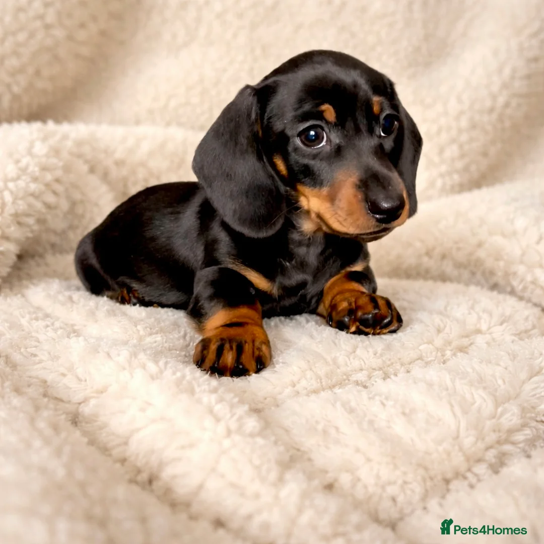 Dachshund dogs for sale: Miniature Dachshund puppies  - Advert 8