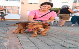 Mixed Breed dogs for adoption: Tiny Tupac - Image 4