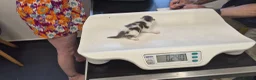 Mixed Breed cats for sale: Rare opportunity to have loving bottle fed Kittens in Melton Constable - Advert 6