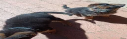 German Shepherd dogs for sale: German Shepherd Puppies For Sale – Boy & Girls in Barry - Advert 4