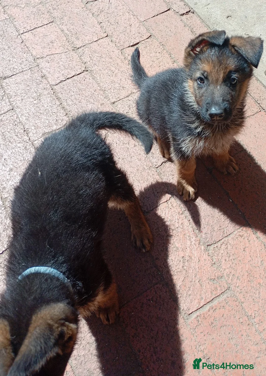 German Shepherd dogs for sale: German Shepherd Puppies For Sale – Boy & Girls in Barry - Advert 4