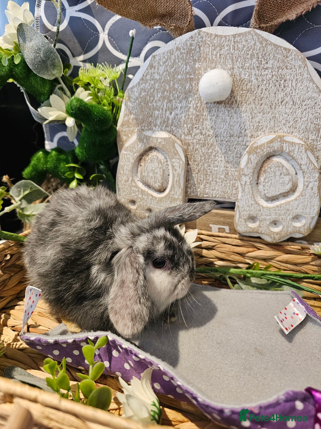 Mini Lop rabbits for sale: Beautiful mini lop babies  - Advert 7