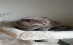 British Shorthair cats for sale: GCCF Registered Lilac British Shorthair Boy - Image 9