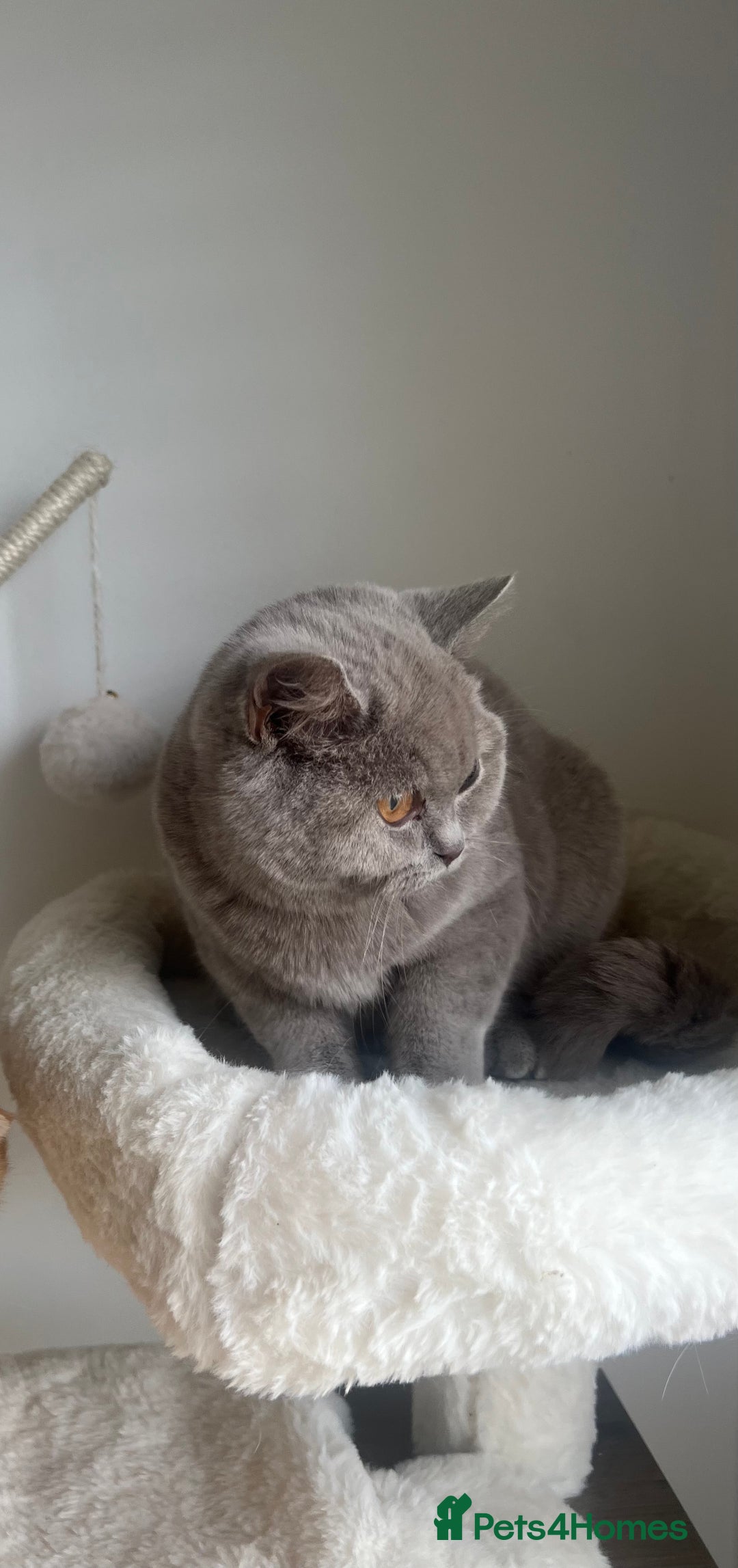 British Shorthair cats for sale: GCCF Registered Lilac British Shorthair Boy - Image 9