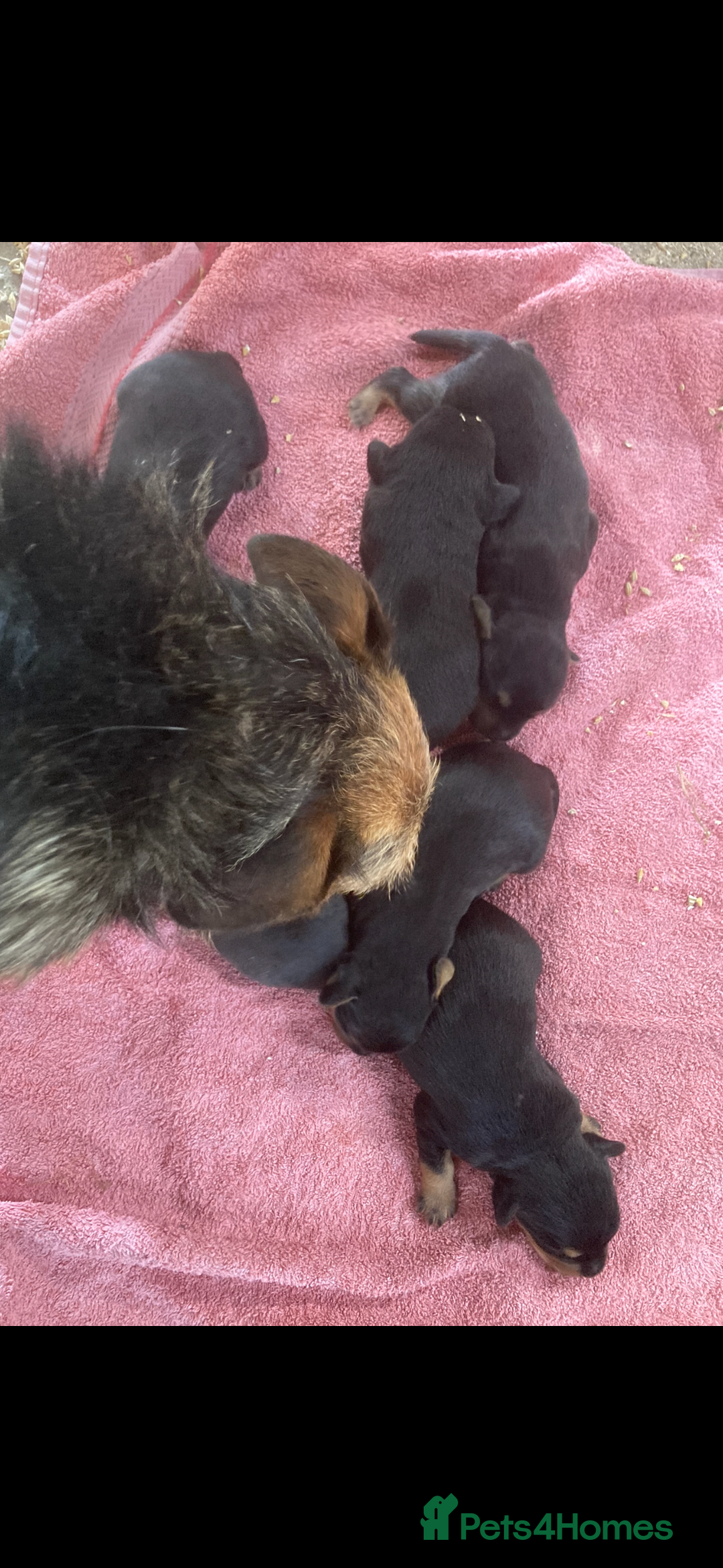 Mixed Breed dogs for sale: Beautiful Border Terrier X Show cocker spaniels  - Advert 6