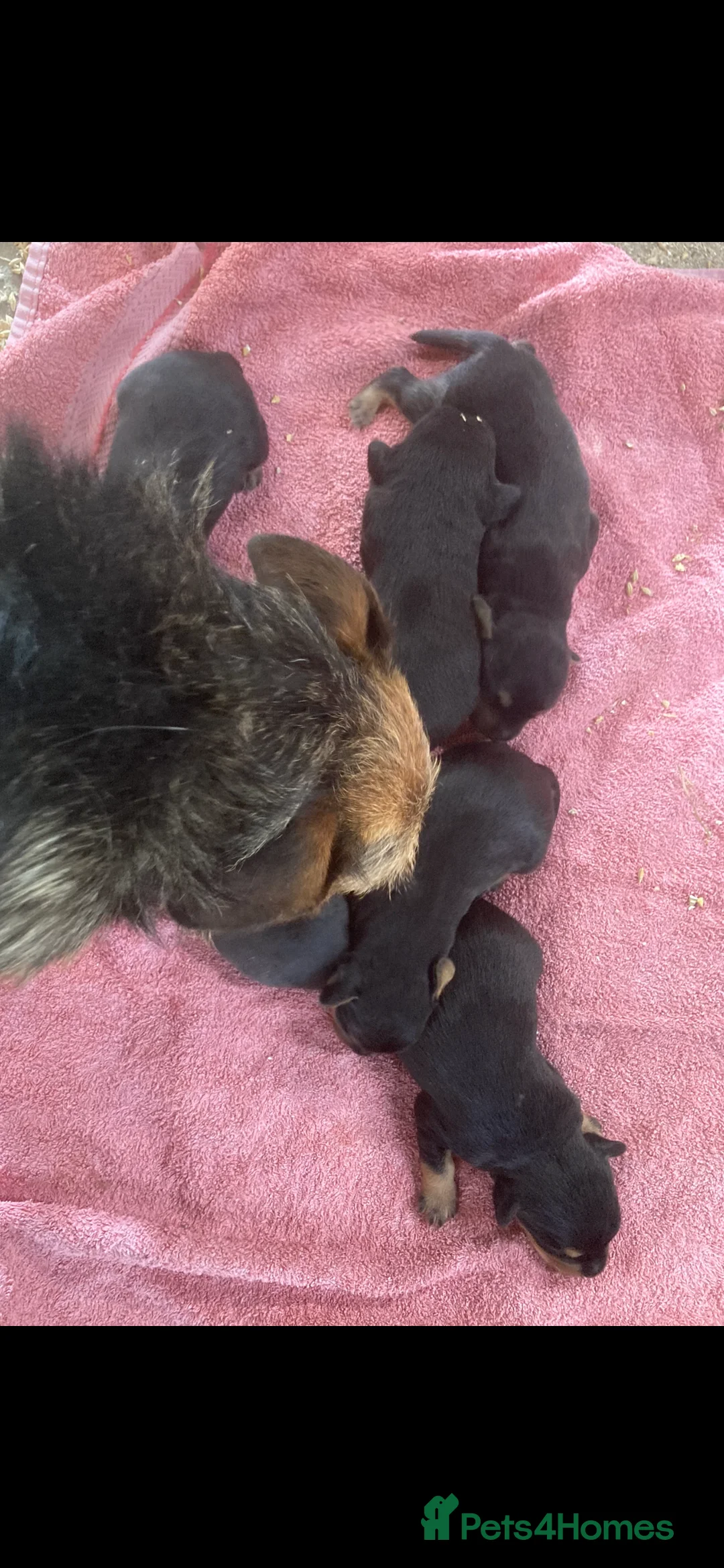 Mixed Breed dogs for sale: Beautiful Border Terrier X Show cocker spaniels  - Advert 16