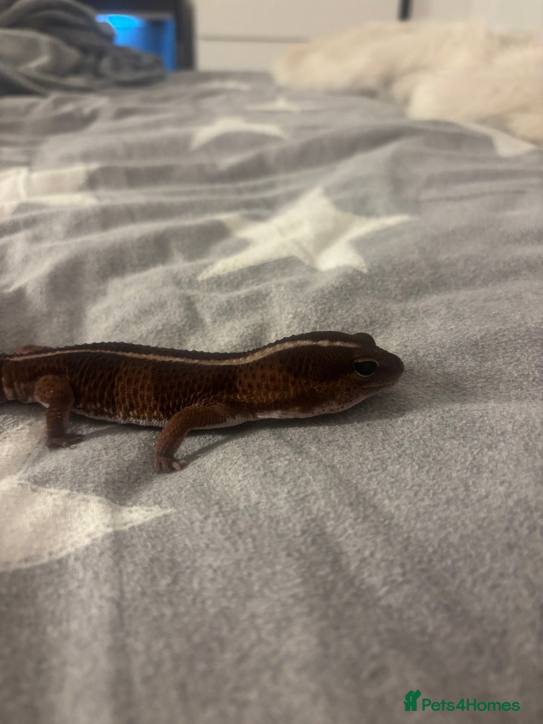 Gecko reptiles for sale: Fat Tailed Gecko for sale! (Enclosure included) - Advert 1