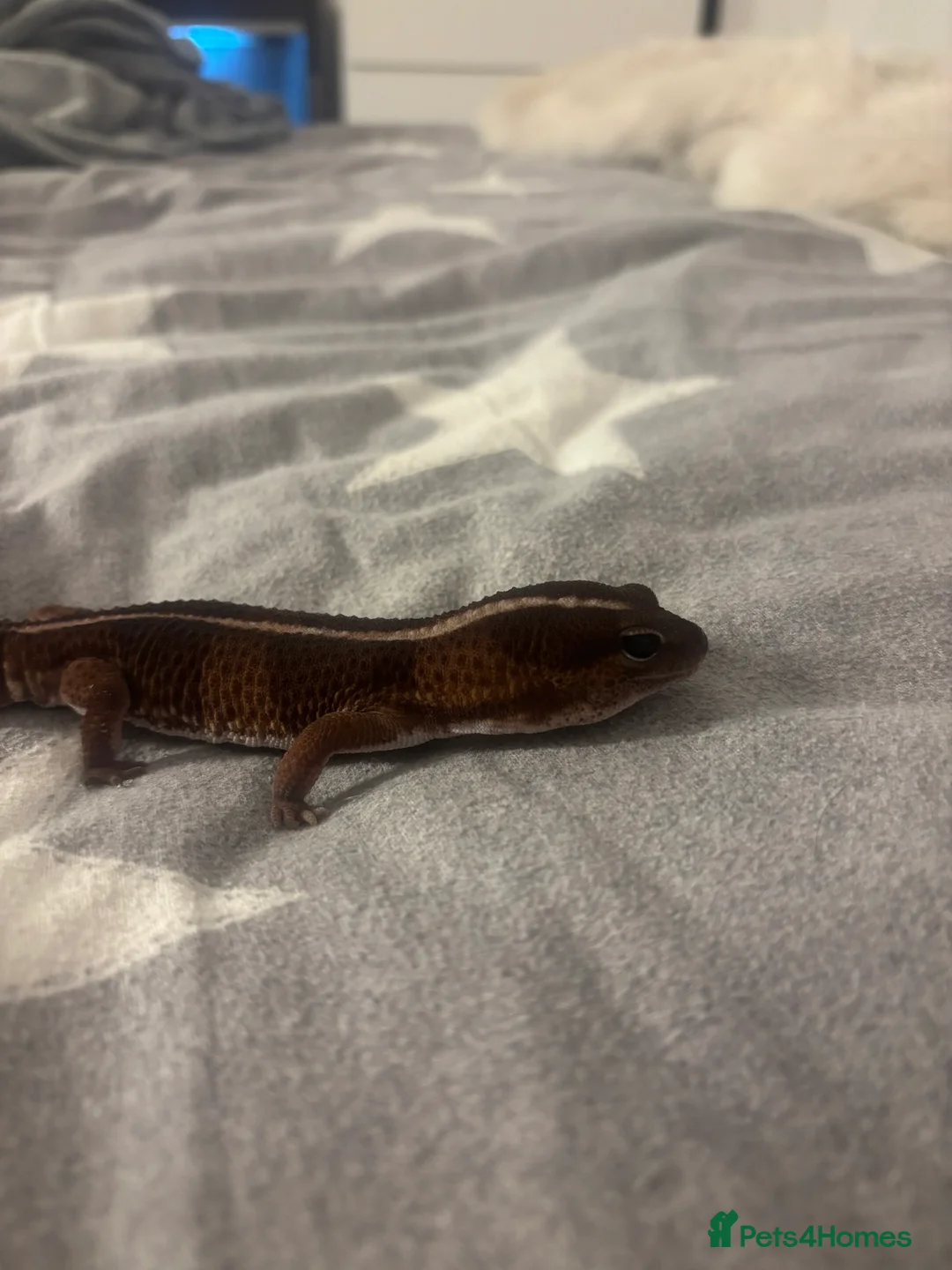 Gecko reptiles for sale: Fat Tailed Gecko for sale! (Enclosure included) - Advert 1