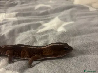 Gecko reptiles Fat Tailed Gecko for sale! (Enclosure included) - Advert 23