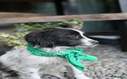 Mixed Breed dogs for adoption: 💖🐶 LOLLY & JOLIE 🐶💖 - Image 11