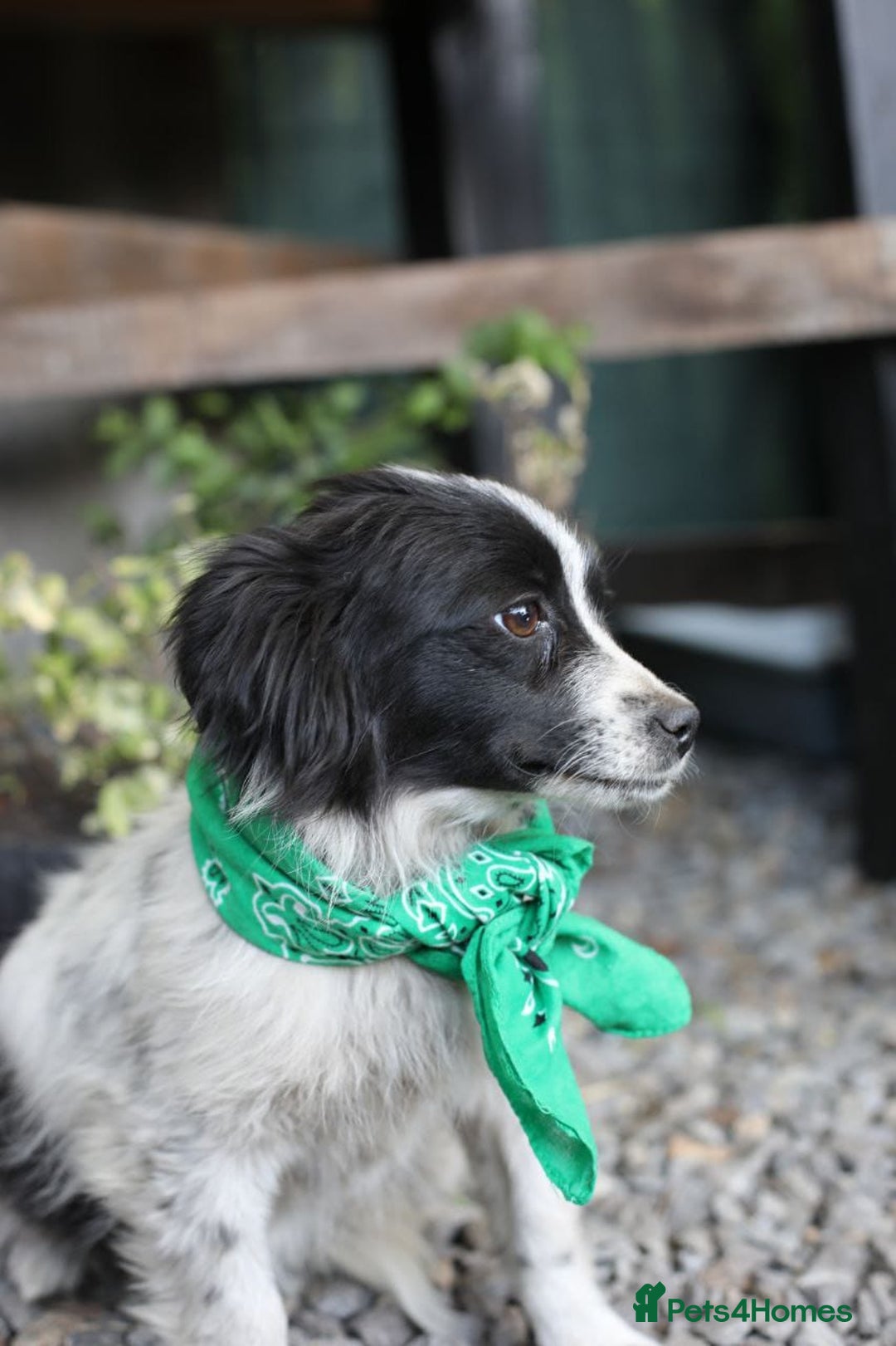 Mixed Breed dogs for adoption: 💖🐶 LOLLY & JOLIE 🐶💖 - Image 11