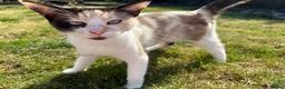 Ragdoll cats for sale: 3 year old ragdoll cross female  - Advert 1
