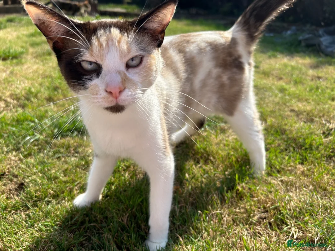 Ragdoll cats for sale: 3 year old ragdoll cross female  - Advert 1
