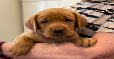Labrador Retriever dogs - Advert 14