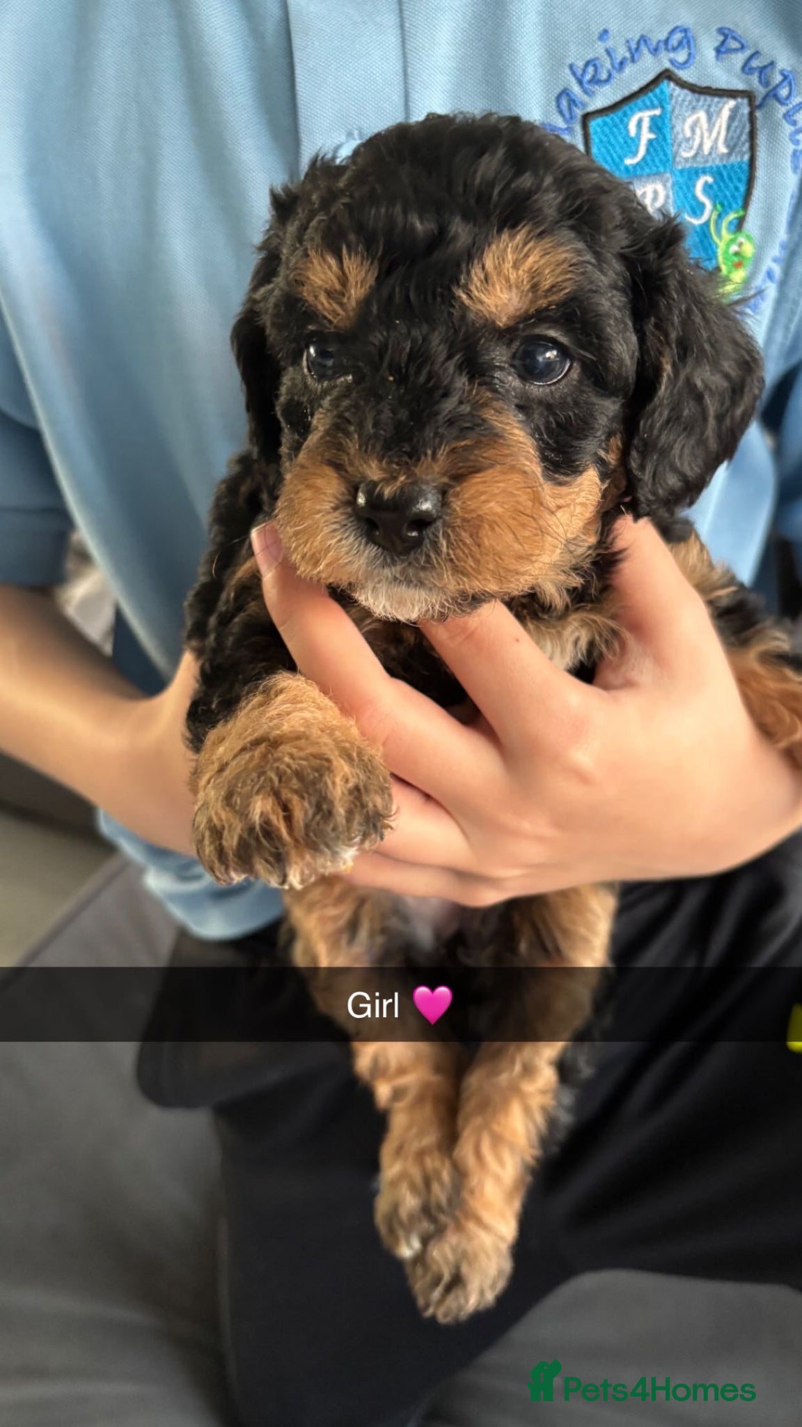 Labradoodle dogs Miniature labradoodles F1B for sale PHANTOM - Advert 1