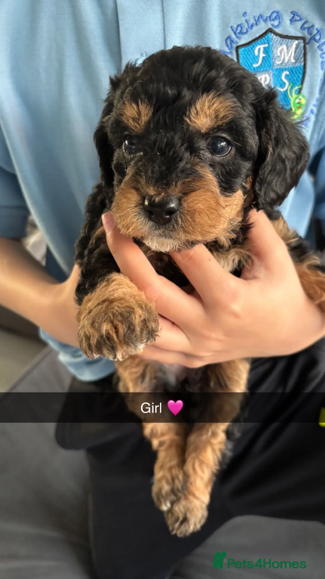 Labradoodle dogs for sale: Miniature labradoodles F1B for sale PHANTOM - Advert 1