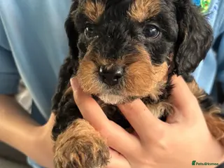 Labradoodle dogs Miniature labradoodles F1B for sale PHANTOM - Advert 1