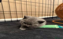 Scottish Fold cats for sale: Scottish Fold Kitten Looking for Home - Image 2
