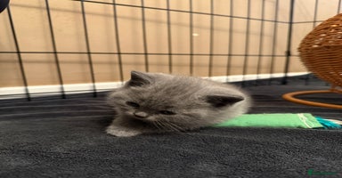 Scottish Fold cats - Advert 15