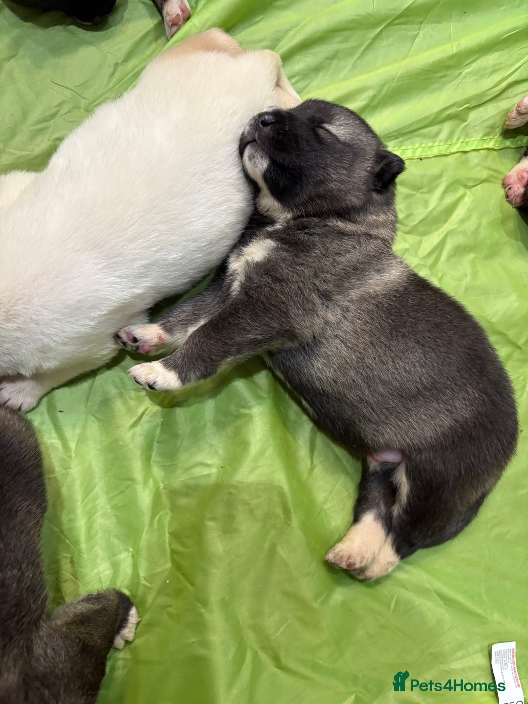 Huskita dogs for sale: american akuta X husky - Advert 2