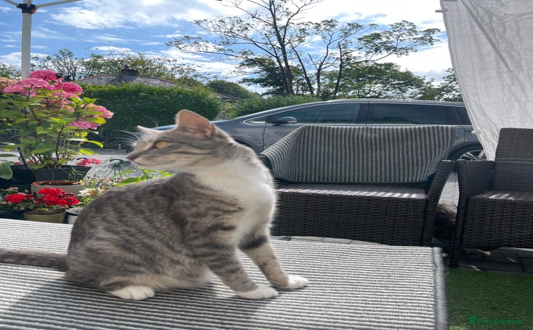 Domestic Shorthair cats - Advert 6