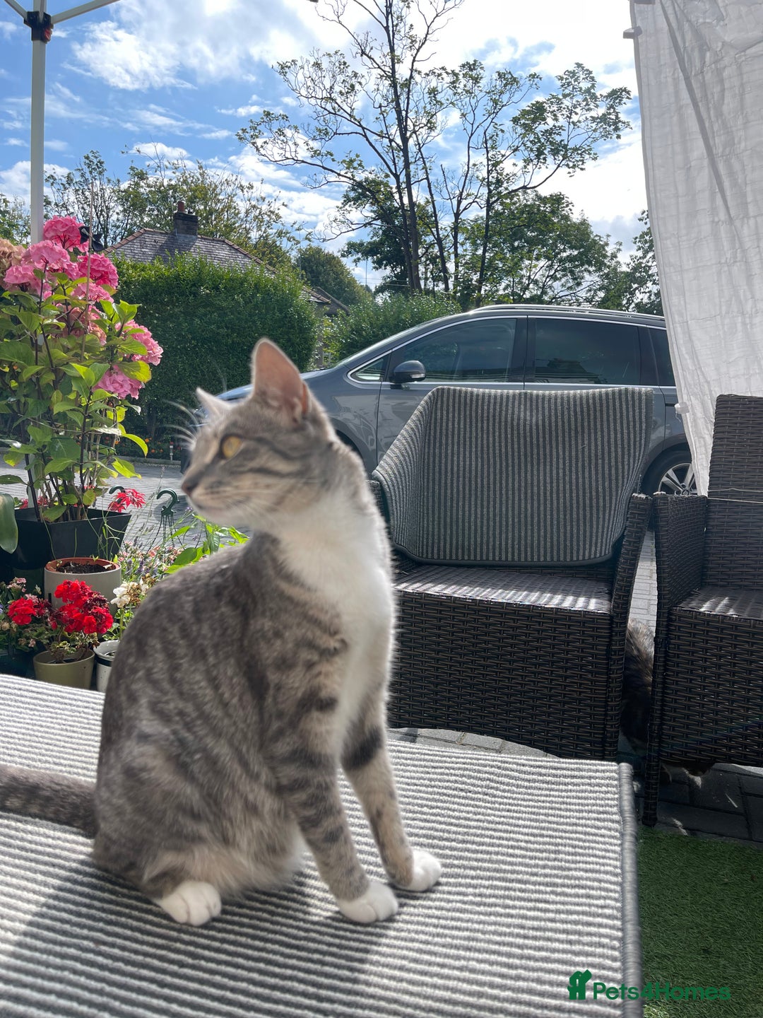 Domestic Shorthair cats for sale: Lola (Bradford based ) - Image 1