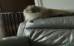 Pomeranian dogs for sale: ****7 Tri/parti Pom pups 3 girls left ** deposit - Image 13