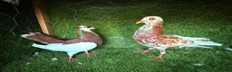 Pigeons birds for sale: Beautiful Quality Pigeons Healthy & Well Cared For - Advert 27