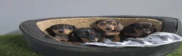 Miniature Dachshund dogs for sale: Miniature dapple dachshunds  - Advert 12
