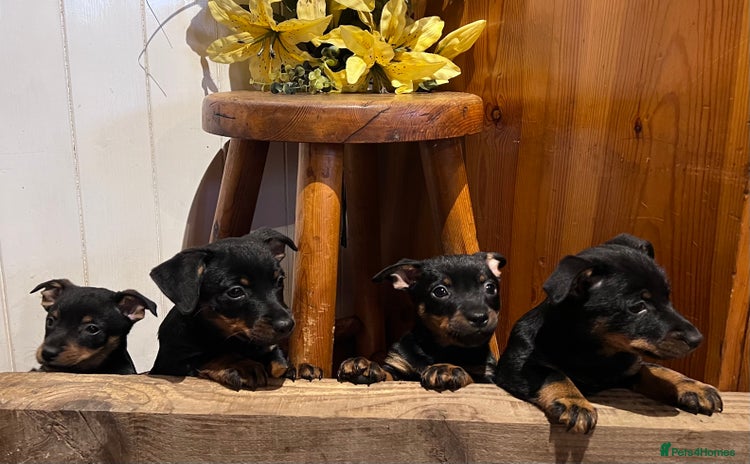 Lancashire Heeler dogs - Advert 1