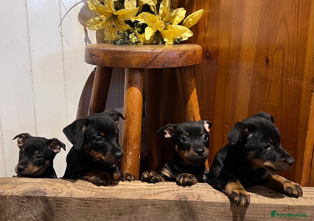 Lancashire Heeler dogs for sale: KC Reg Lancashire Heelers - Advert 1