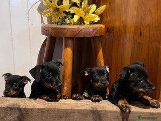 Lancashire Heeler dogs KC Reg Lancashire Heelers - Advert 6