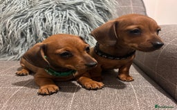 Miniature Dachshund dogs for sale: Red/blac&tan mini dachshunds  - Image 3