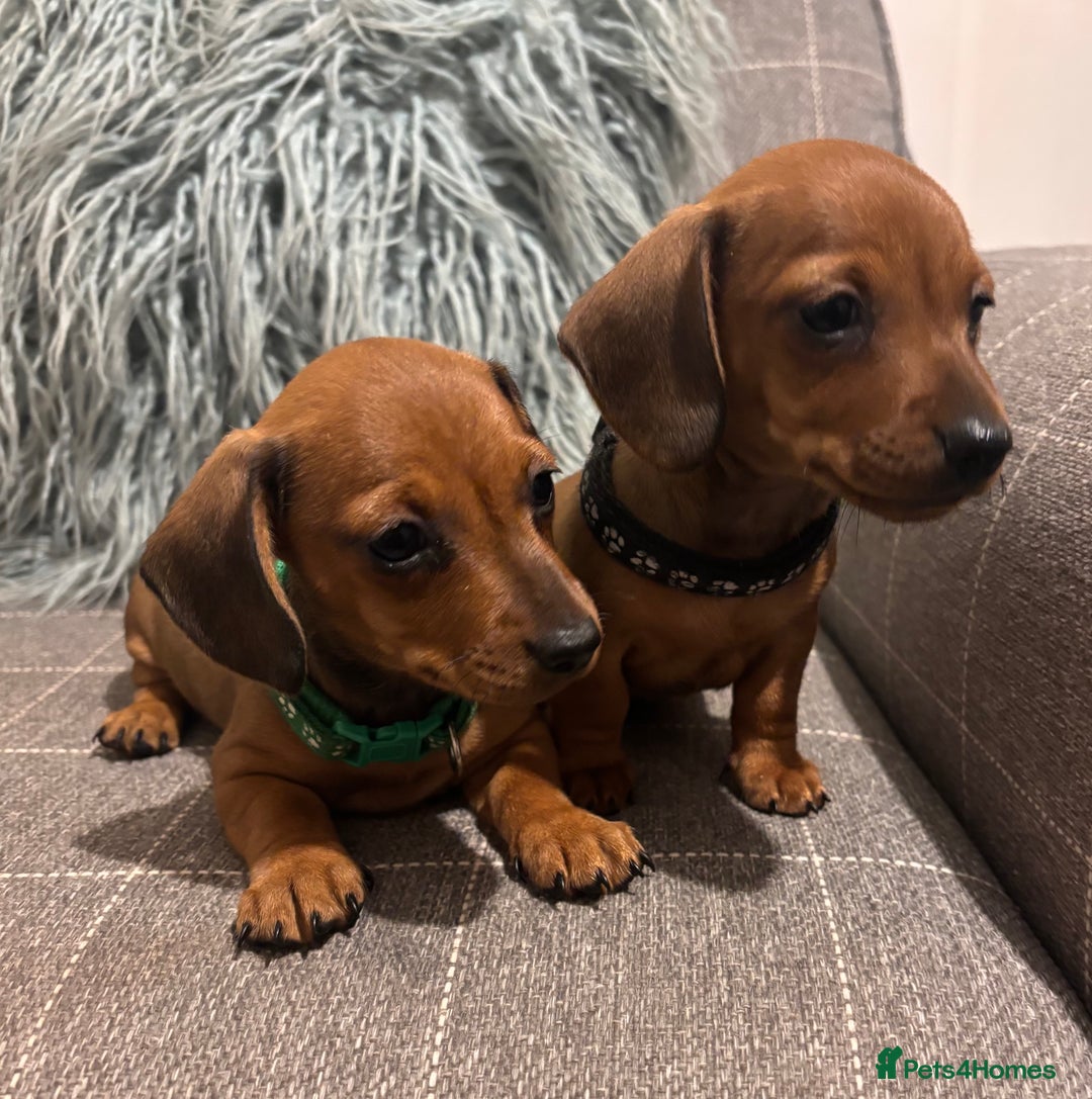 Miniature Dachshund dogs for sale: Red/blac&tan mini dachshunds  - Image 3