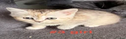 Scottish Fold cats for sale: Beautiful Scottish Fold/Straight Kittens  - Advert 22