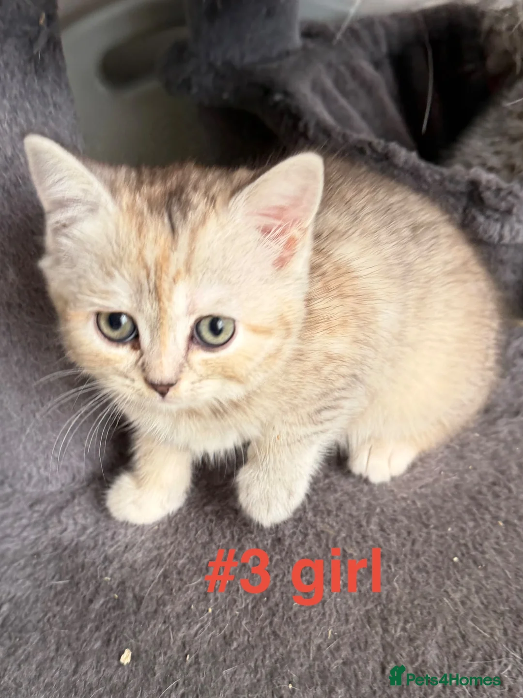 Scottish Fold cats for sale: Beautiful Scottish Fold/Straight Kittens  - Advert 36