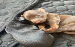 Mixed Breed dogs for sale: Dachshund Cross Pups - Image 2