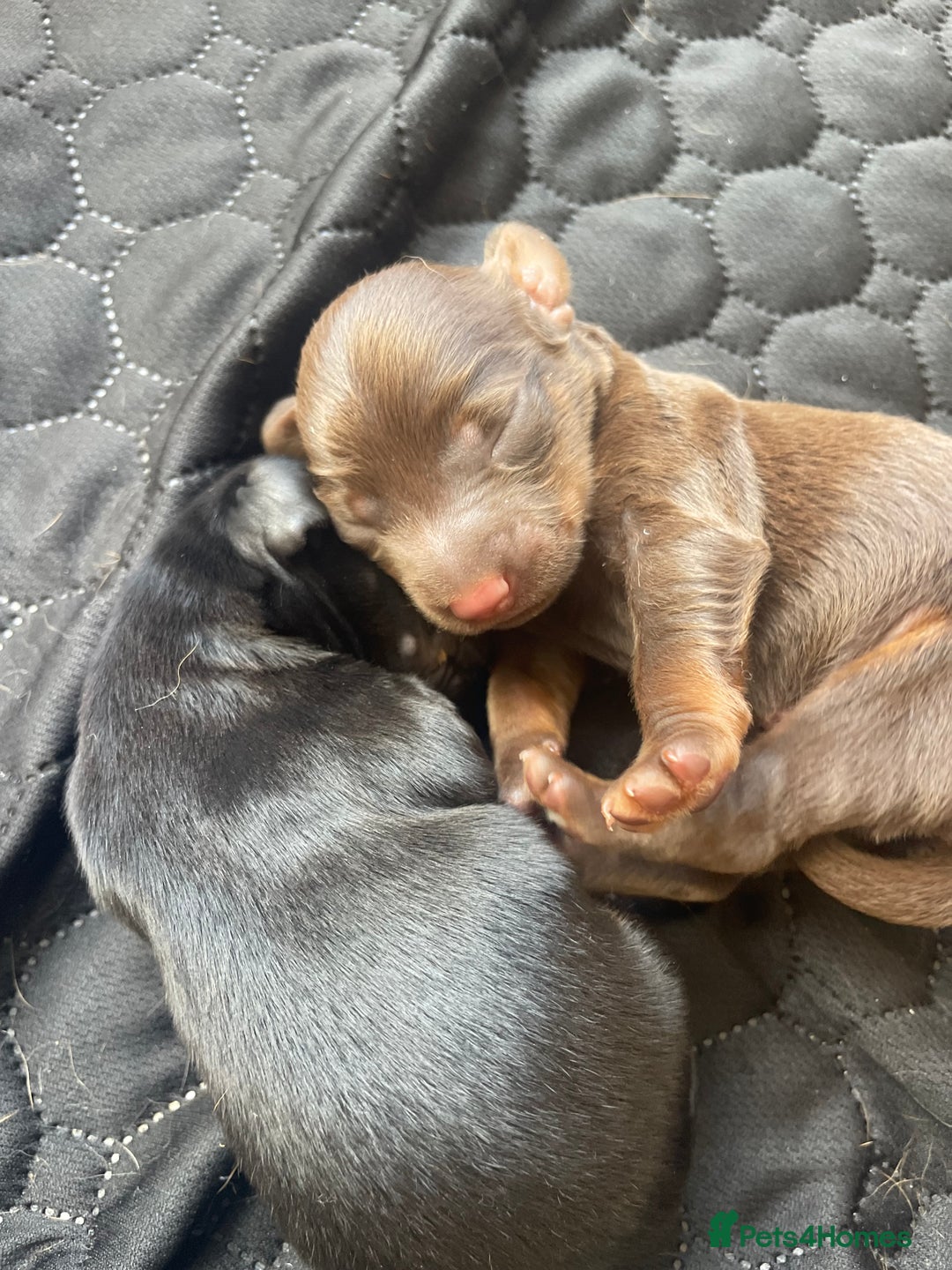 Mixed Breed dogs for sale: Dachshund Cross Pups - Image 2