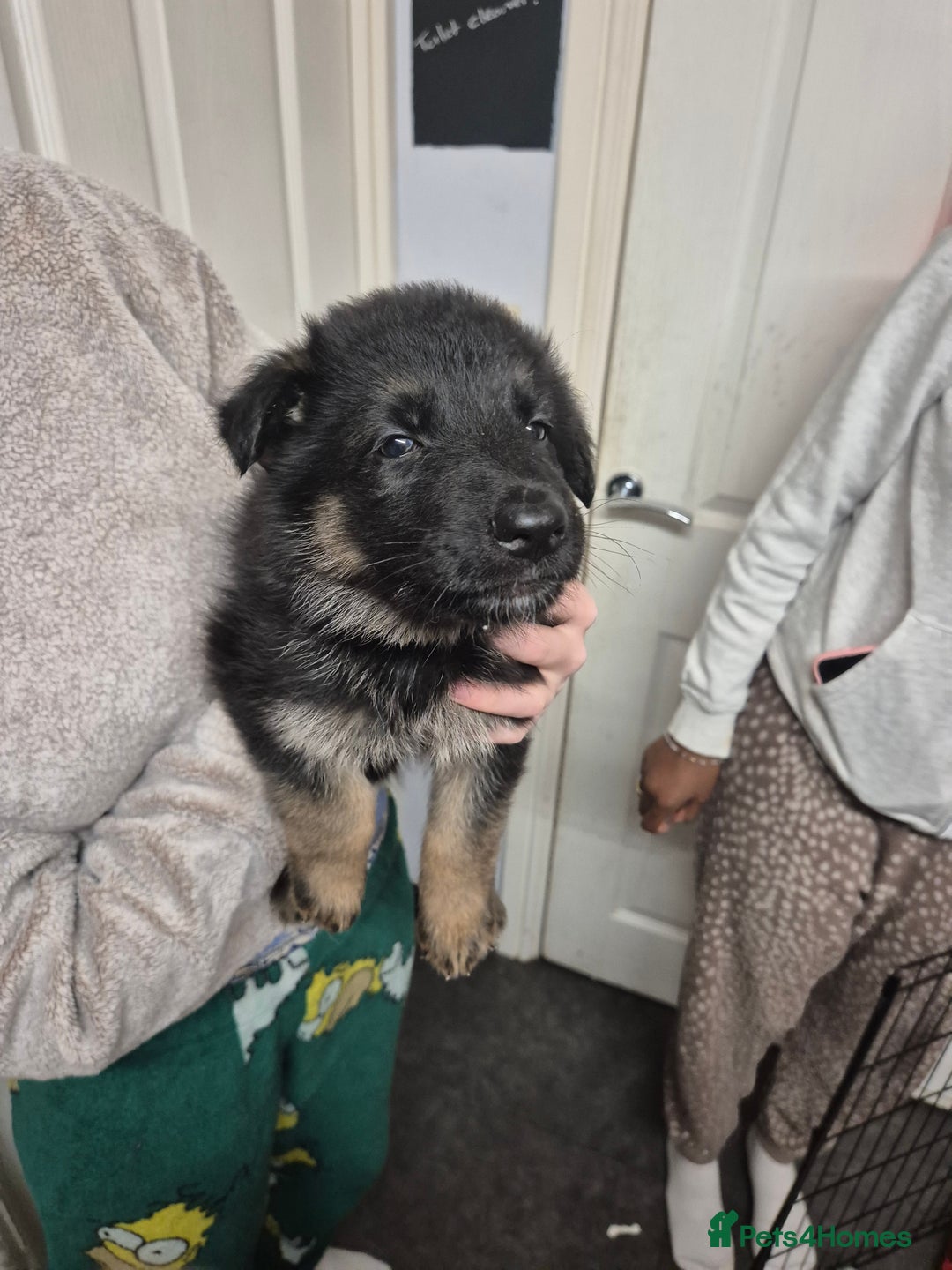 German Shepherd dogs for sale: German shepard puppies - Advert 27