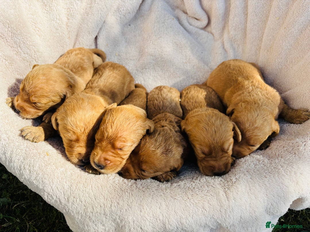 Labradoodle dogs for sale: Outstanding labradoodles from excellent pedigree  - Image 8