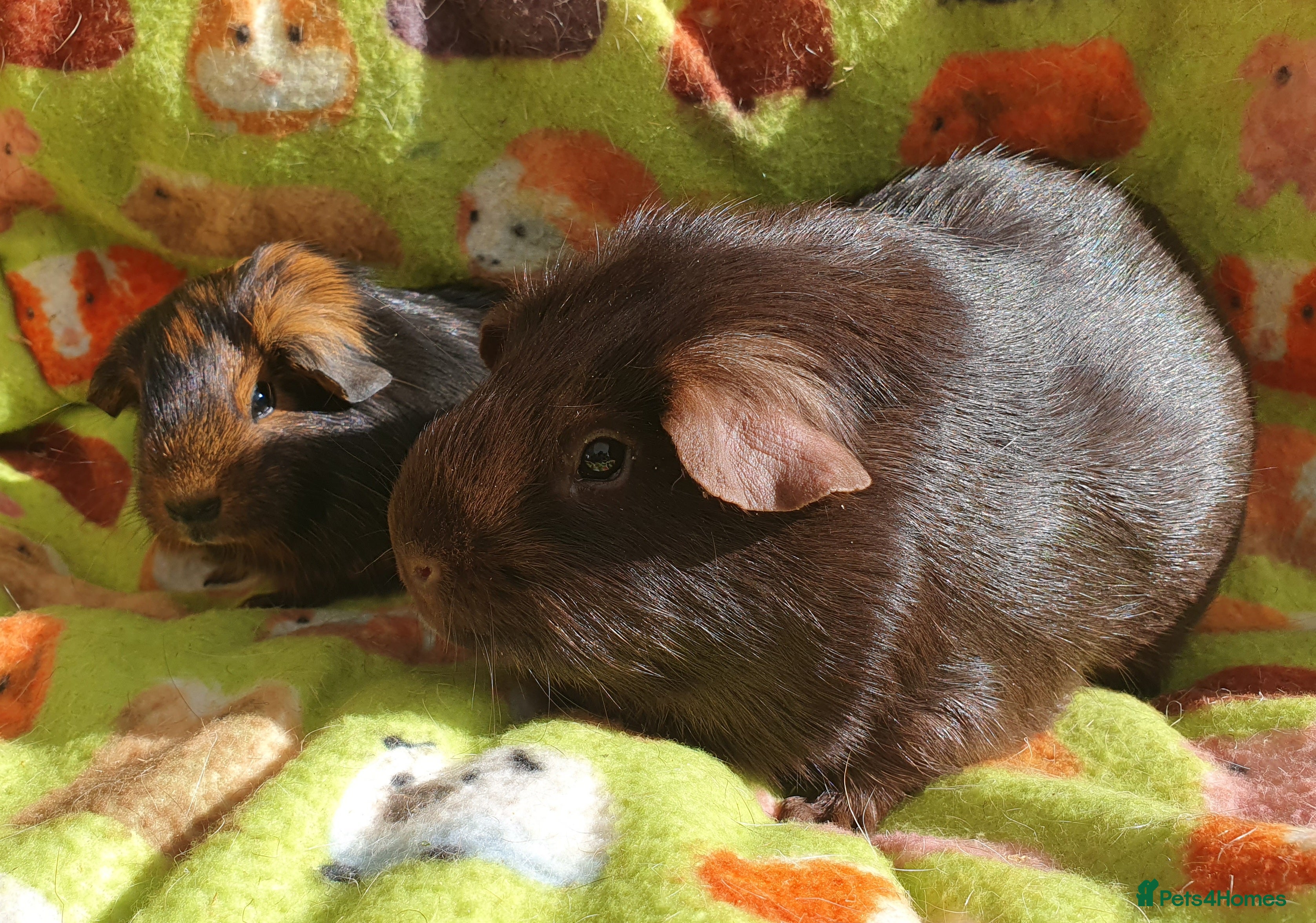 Guinea Pig rodents guinea pigs  - Advert 15