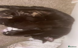 Mixed Breed cats for sale: 3 kittens waiting for a happy home - Image 9